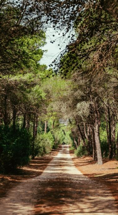 Sentiero forestale ombreggiato da alberi, con luce filtrante tra le foglie verdi.