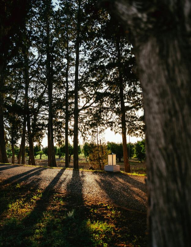 Sentiero nel bosco con lanterna al tramonto, ombre lunghe tra gli alberi.