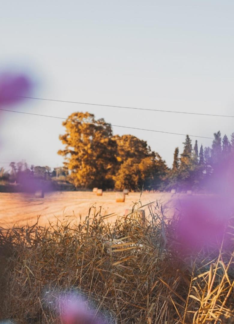 Campo di fieno al tramonto con fiori viola in primo piano.